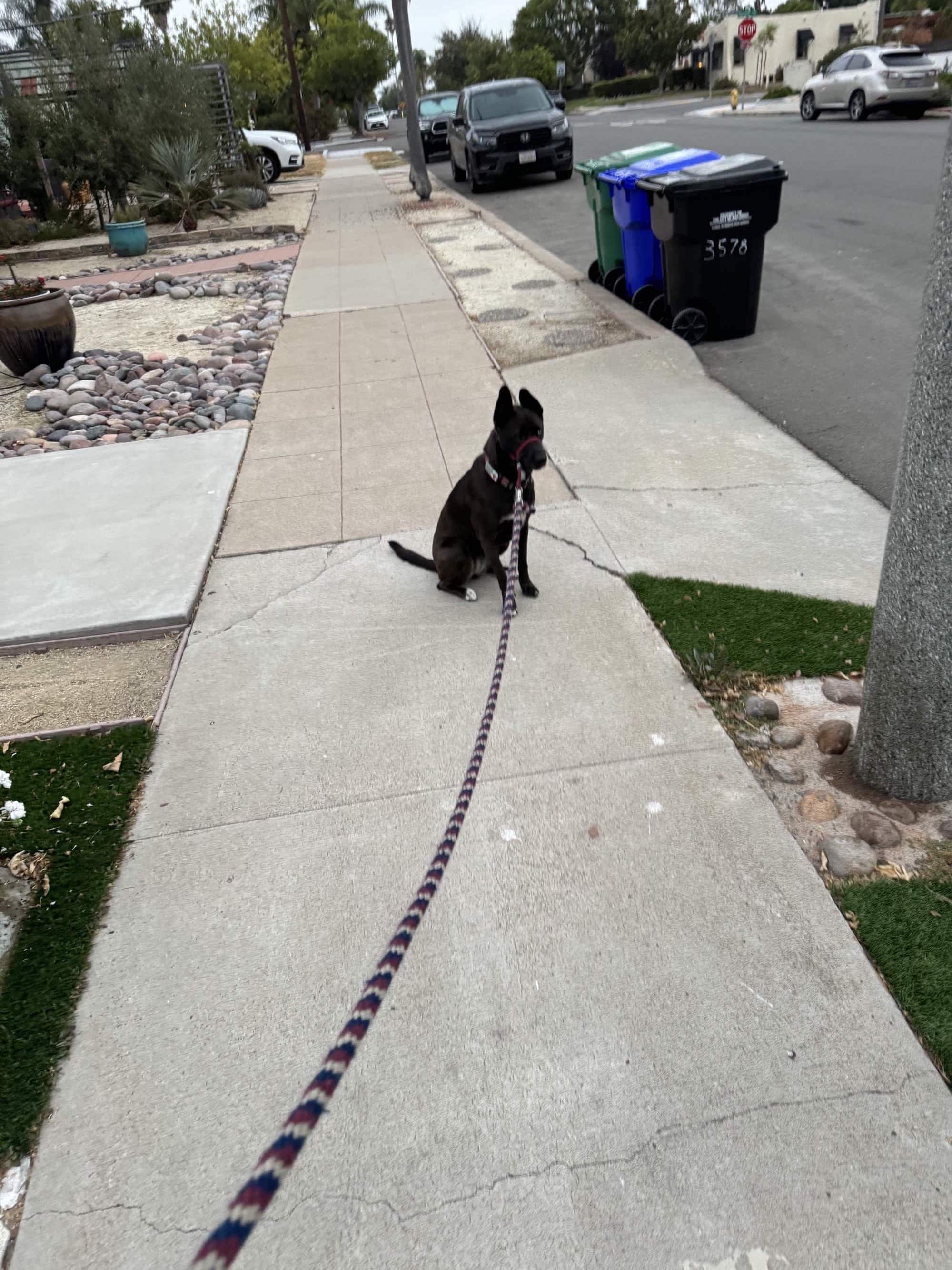 A picture of a black dog named Bowie sitting, taken on August 22 2024 at 6:13 am